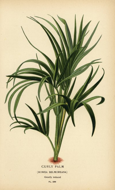 Palmier bouclé, Howea belmoreana. Chromolithographie d