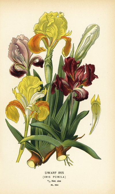 Iris nain, Iris pumila. Chromolithographie d