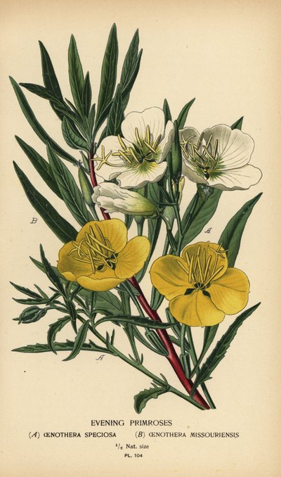Onagres - Désiré Georges Jean Marie Bois
