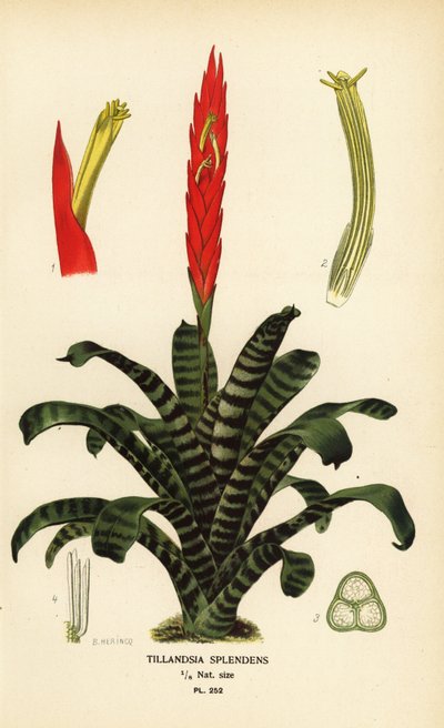 Épée flamboyante, Vriesea splendens (Tillandsia splendens). Chromolithographie d