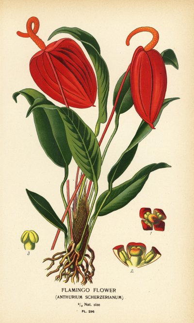 Fleur de flamant, Anthurium scherzerianum. Chromolithographie d