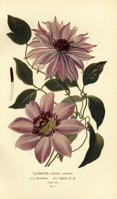 Variétés de clématites de jardin - Désiré Georges Jean Marie Bois
