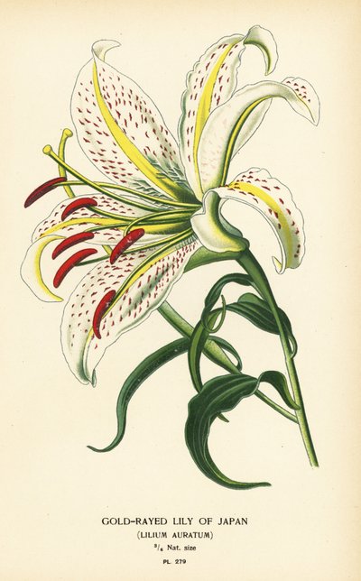 Lis doré du Japon ou yamayuri, Lilium auratum. Chromolithographie d