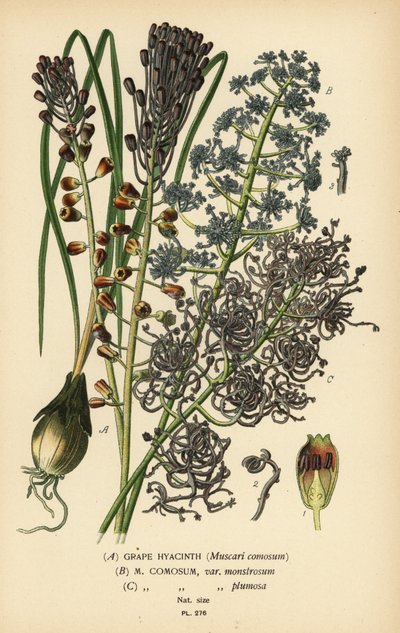 Jacinthe à grappes, Leopoldia comosa (Muscari comosum, var. monstrosum, var. plumosa). Chromolithographie d