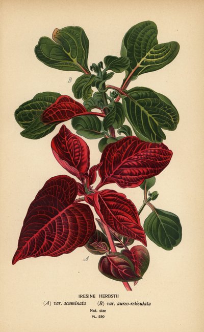 Variétés de sang de Herbst, Iresine herbstii a) var. acuminata, b) var. aureo-reticulata. Chromolithographie d