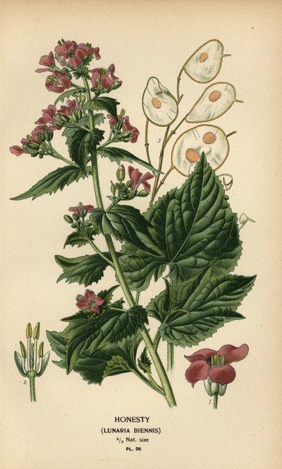 Monnaie du pape, Lunaria annua - Désiré Georges Jean Marie Bois