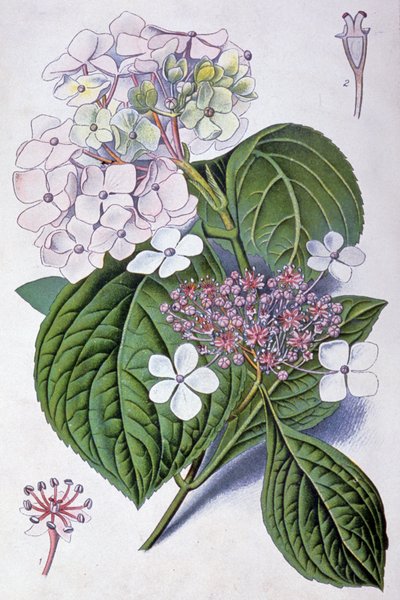 Hortensia, début du 20ème siècle (illustration) - Désiré Georges Jean Marie Bois