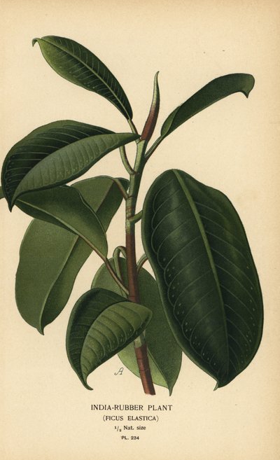 Plante caoutchouc, Ficus elastica. Chromolithographie d