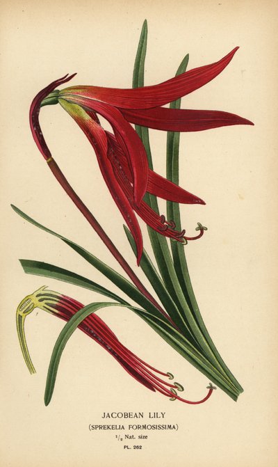 Lys jacobin, Sprekelia formosissima. Chromolithographie d