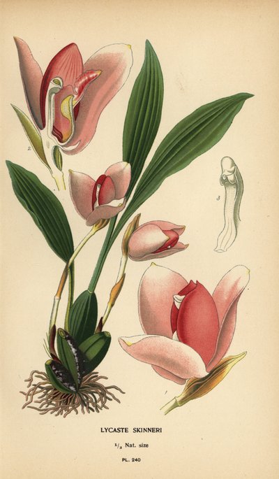 Orchidée Lycaste virginale (Lycaste skinneri). Chromolithographie d