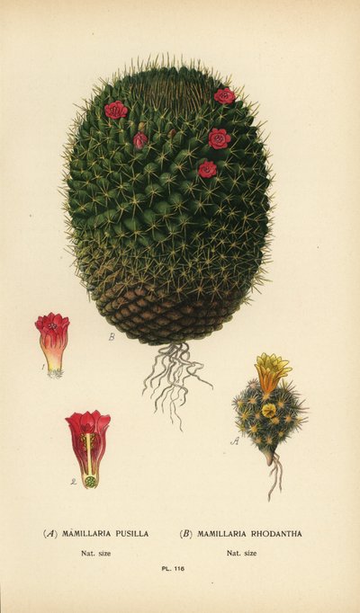 Mammillaria prolifera et Mammillaria rhodantha - Désiré Georges Jean Marie Bois