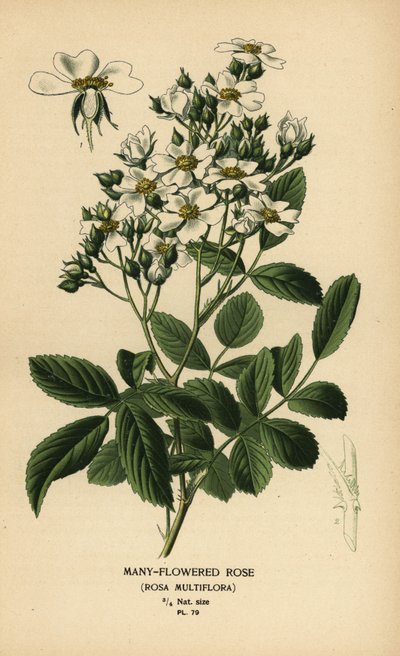 Rosier multiflore, Rosa multiflora - Désiré Georges Jean Marie Bois