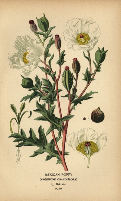 Pavot mexicain, Argemone grandiflora - Désiré Georges Jean Marie Bois