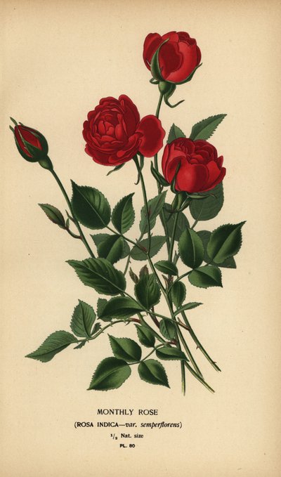 Rose mensuelle, Rosa chinensis var. semperflorens. - Désiré Georges Jean Marie Bois