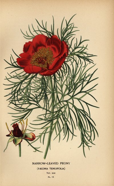 Pivoine à feuilles étroites, Paeonia tenuifolia - Désiré Georges Jean Marie Bois