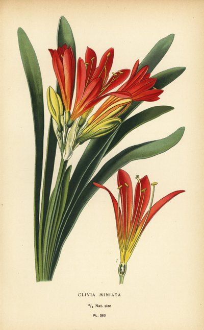 Lis de Natal ou lis de brousse, Clivia miniata. Chromolithographie d
