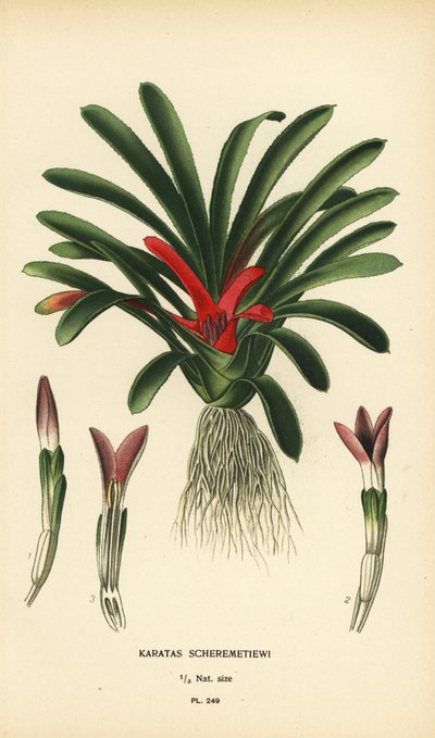 Nidularium scheremetiewii (Karatas scheremetiewi) - Désiré Georges Jean Marie Bois