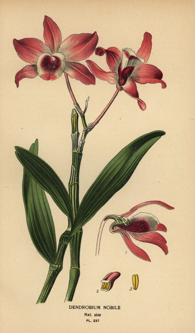 Orchidée dendrobium noble, Dendrobium nobile. Chromolithographie d
