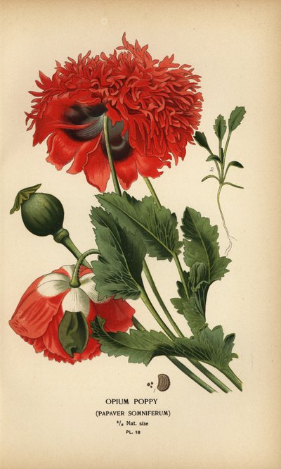 Pavot à opium, Papaver somniferum - Désiré Georges Jean Marie Bois