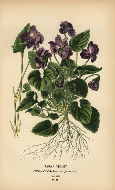 Violette de Parme, Viola odorata - Désiré Georges Jean Marie Bois