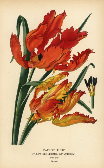 Tulipe perroquet, Tulipa gesneriana var. dracontia - Désiré Georges Jean Marie Bois