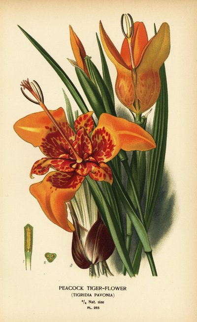 Fleur de tigre paon, Tigridia pavonia. Chromolithographie d