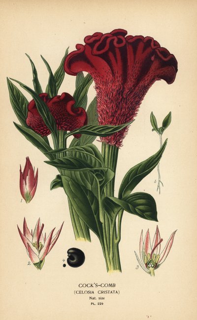 Célosie plumeuse ou célosie argentée, Celosia argentea (Célosie crête-de-coq, Celosia cristata). Chromolithographie d