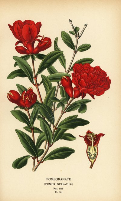 Grenade, Punica granatum - Désiré Georges Jean Marie Bois