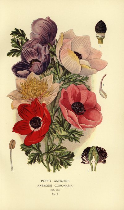Anémones couronnées, Anemone coronaria - Désiré Georges Jean Marie Bois