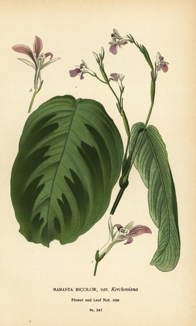 Plante de prière, Maranta leuconeura (Maranta bicolor var. Kerchoviana). Chromolithographie d