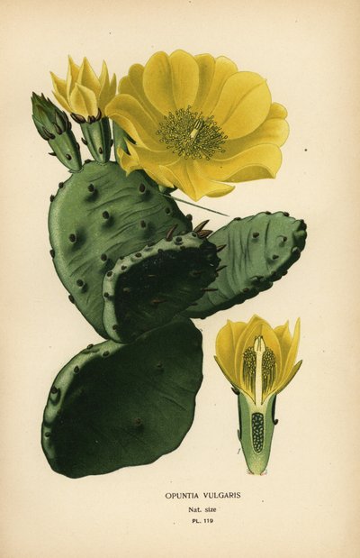 Figuier de Barbarie, Opuntia ficus-indica - Désiré Georges Jean Marie Bois