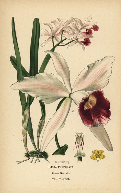Orchidée laelia pourpre, Cattleya purpurata (Laelia purpurata). Chromolithographie d