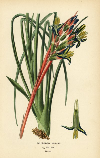 Plante larmes de la reine, Billbergia nutans. Chromolithographie d