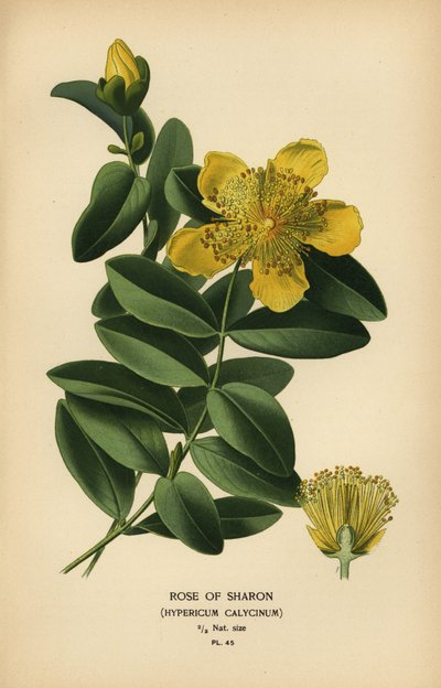 Rose de Sharon, Hypericum calycinum - Désiré Georges Jean Marie Bois