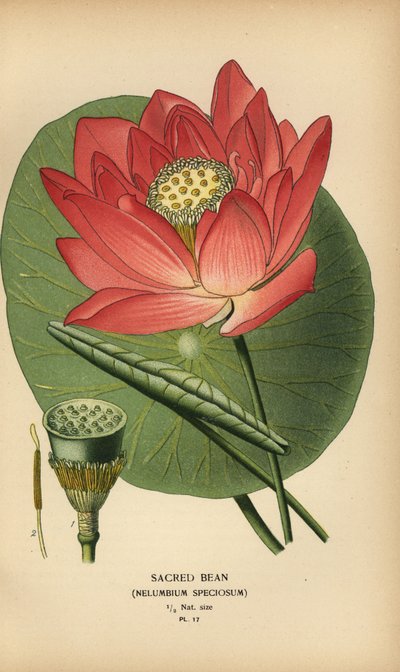 Fève sacrée ou lotus indien, Nelumbo nucifera - Désiré Georges Jean Marie Bois
