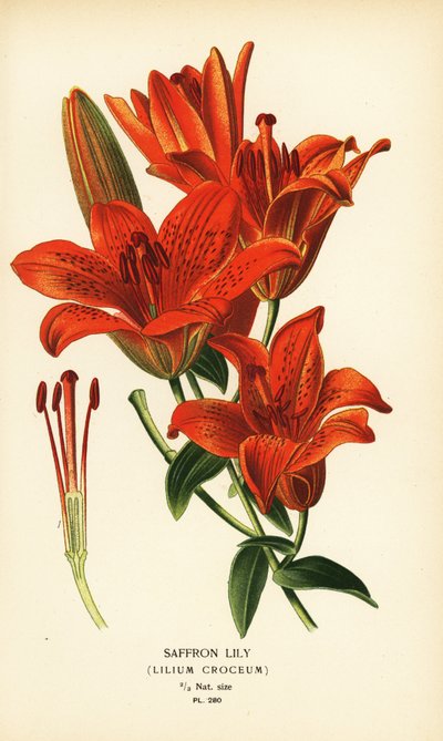 Lys safran, Lilium croceum - Désiré Georges Jean Marie Bois