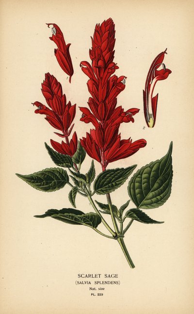 Sauge écarlate, Salvia splendens - Désiré Georges Jean Marie Bois