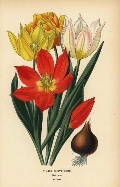 Tulipe de Schrenck, Tulipa suaveolens ou Tulipa schrenkii. Chromolithographie d