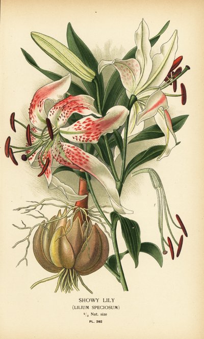 Lis spectaculaire, Lilium speciosum. Chromolithographie d