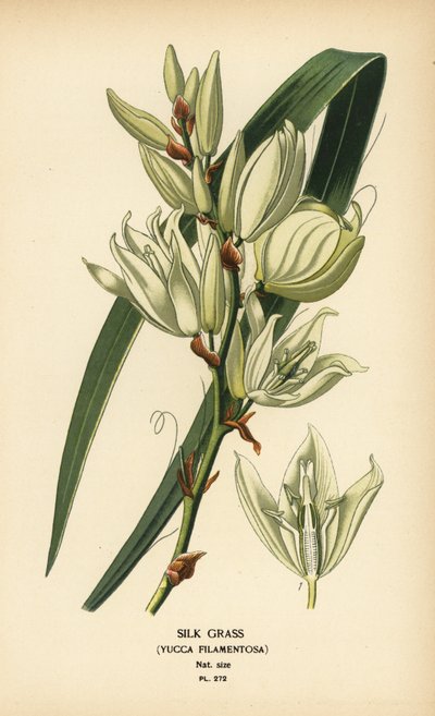 Herbe de soie, Yucca filamentosa - Désiré Georges Jean Marie Bois