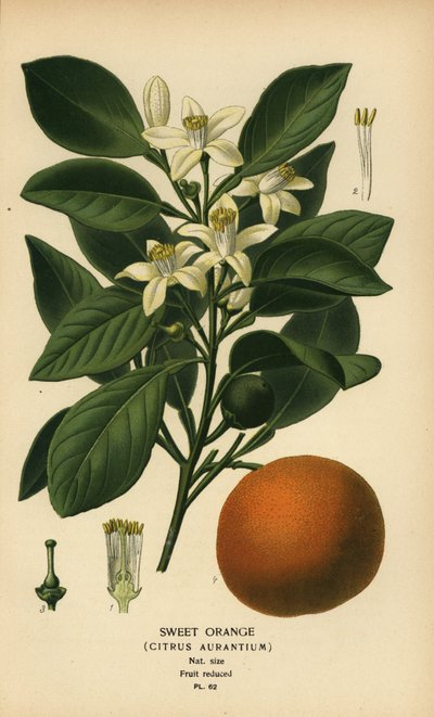 Orange douce, Citrus x aurantium - Désiré Georges Jean Marie Bois