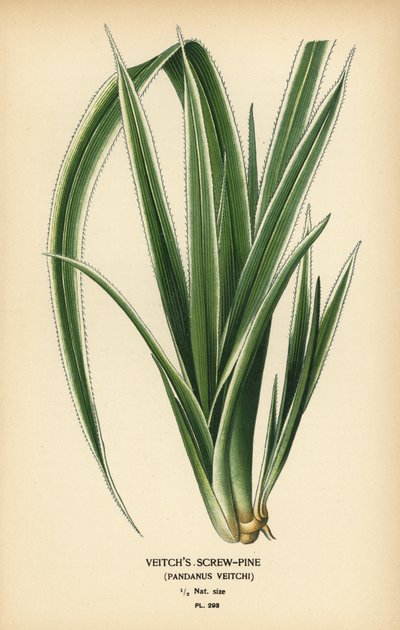 Pandanus tectorius (Pandanus veitchii). Chromolithographie d