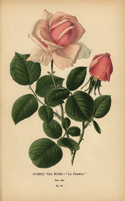Rose hybride, La France, Rosa × odorata - Désiré Georges Jean Marie Bois