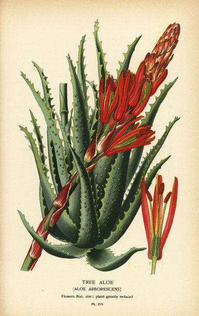 Aloès arborescent, Aloe arborescens. Chromolithographie d