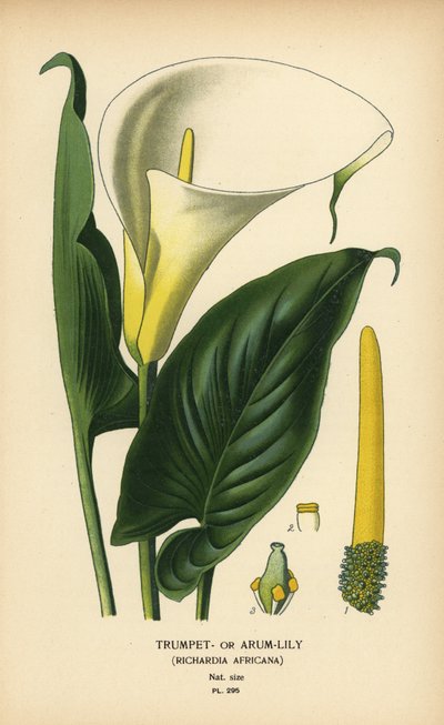 Lys trompette, arum ou calla, Zantedeschia aethiopica - Désiré Georges Jean Marie Bois