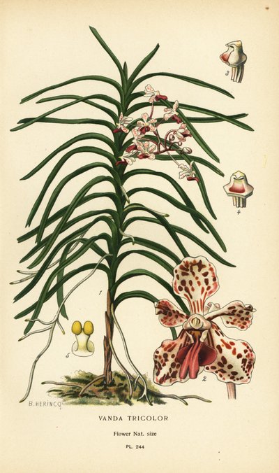 Orchidée Vanda tricolor. Chromolithographie d