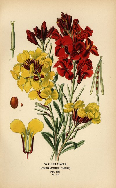 Giroflée, Erysimum × cheiri - Désiré Georges Jean Marie Bois