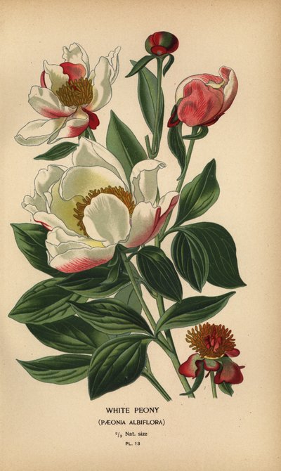 Pivoine blanche, Paeonia lactiflora - Désiré Georges Jean Marie Bois