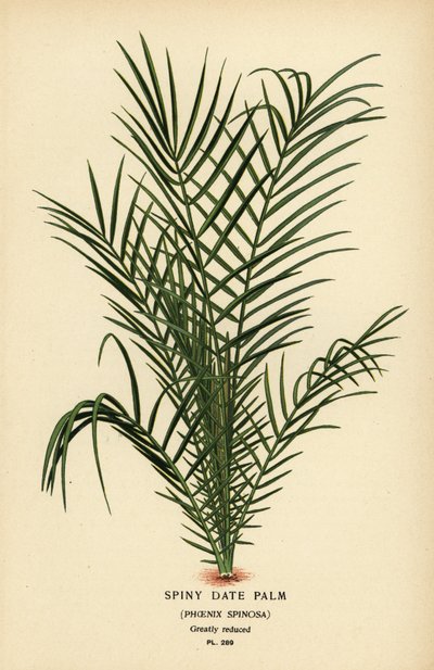 Palmier dattier sauvage ou palmier dattier du Sénégal, Phoenix reclinata (Palmier dattier épineux, Phoenix spinosa). Chromolithographie d