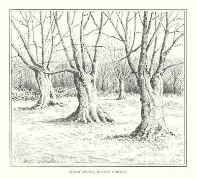 Monkswood, forêt d